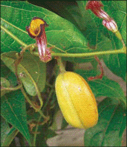 Pararstolochia praevenosa fruit and flower