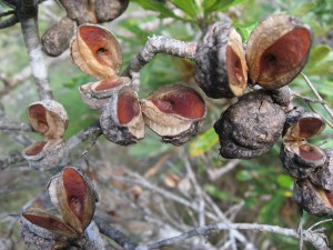 Hakea actites seed pods open to reveal a single seed