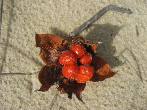 Hibbertia scandens fruit ready to collect