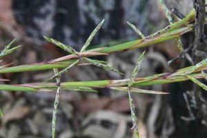 cymbopogon grasses_med