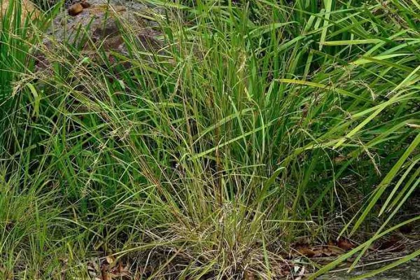 Grasses and Sedges – Coolum Native Nursery