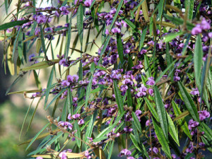 Hovea acutifolia - Bush in Flower