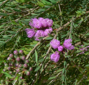 Melaleuca thymifolia