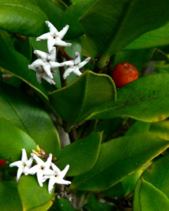 Alyxia ruscifolia