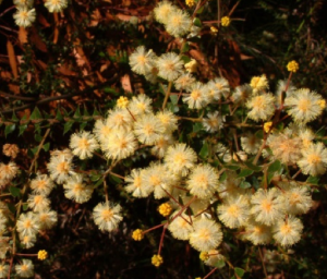 Acacia hubbardiana