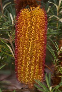 banksia spinulosa