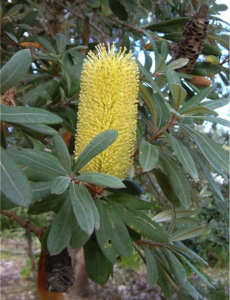 banksia integrifolia