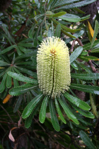 banksia-serrata-flower