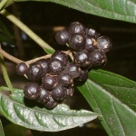 Abrophyllum ornans 2