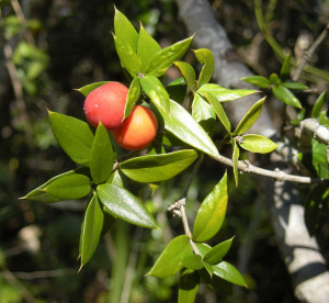 800px-Alyxia_ruscifolia_foliage_and_fruit