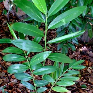 Alpinia caerula