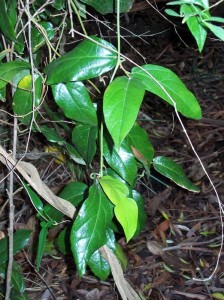 Aristolochia praevenosa
