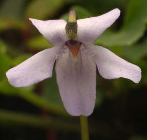 Viola silicestris K.R.Thiele & Prober : Violaceae : : :