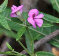 Mirbelia rubifolia