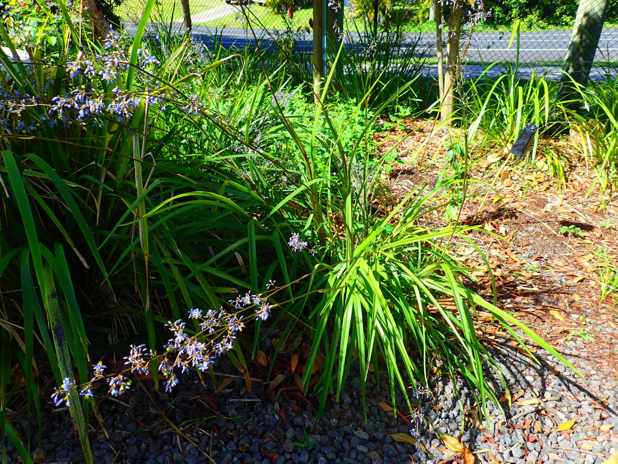 Dianella Longifolia Coolum Native Nursery